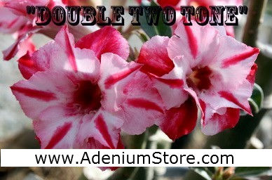 (image for) New Rare Adenium \'Double Two Tone\' 5 Seeds